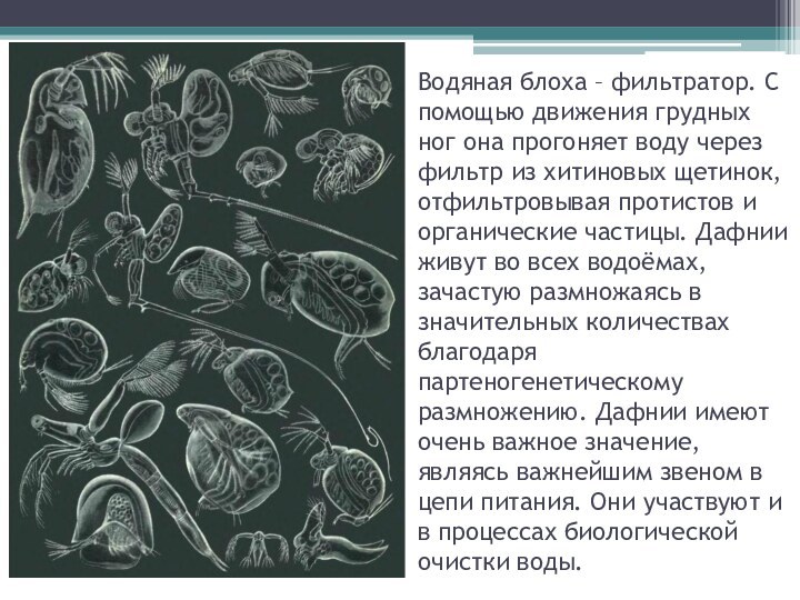 Водяная блоха – фильтратор. С помощью движения грудных ног она прогоняет воду