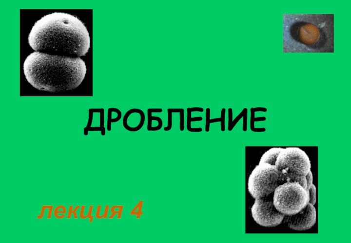 ДРОБЛЕНИЕлекция 4