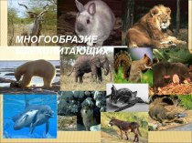 Многообразие Млекопитающих
