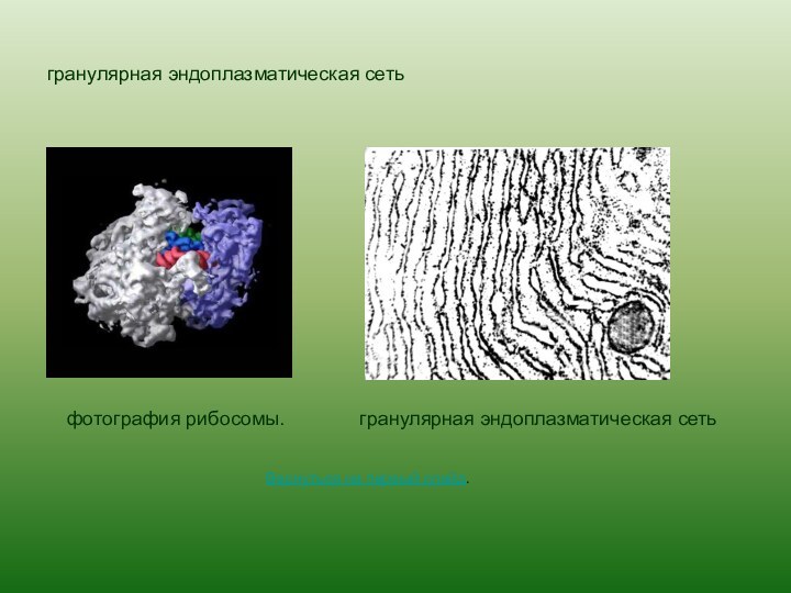 гранулярная эндоплазматическая сетьгранулярная эндоплазматическая сетьфотография рибосомы.Вернуться на первый слайд.
