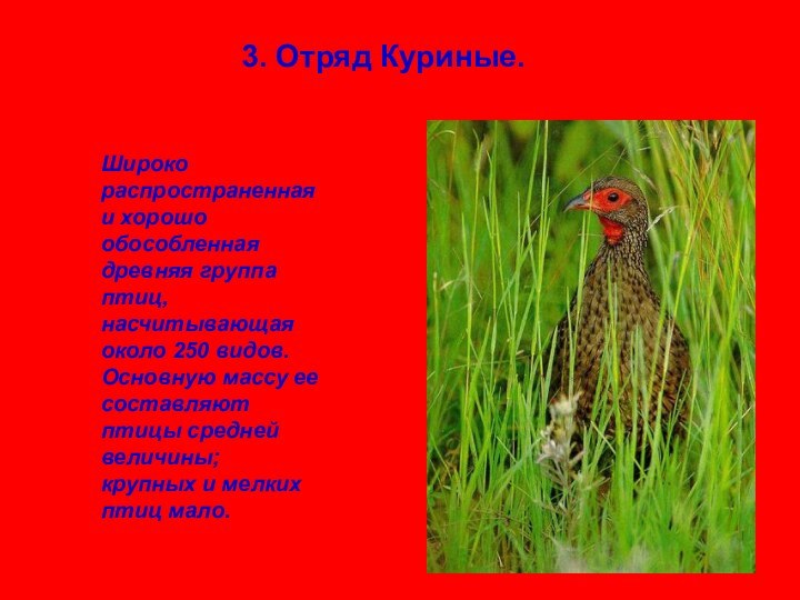 3. Отряд Куриные. Широко распространенная и хорошо обособленная древняя группа птиц, насчитывающая