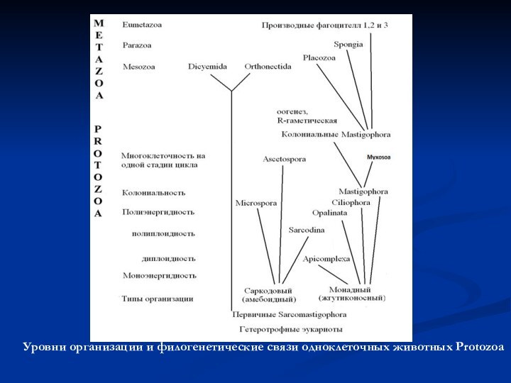 Уровни организации и филогенетические связи одноклеточных животных Protozoa