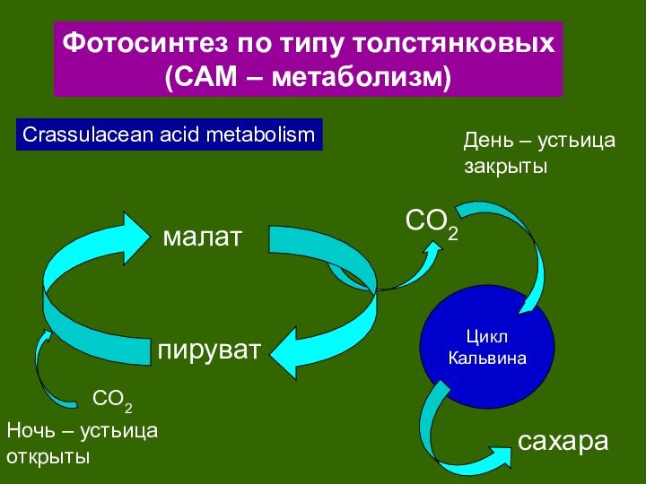 Фотосинтез по типу толстянковых(САМ – метаболизм)Crassulacean acid metabolismCO2малатпируватНочь – устьица открытыЦикл КальвинаCO2сахараДень – устьицазакрыты