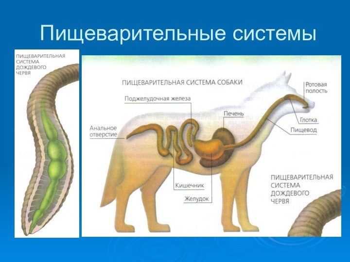 Пищеварительные системы