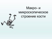 строение кости