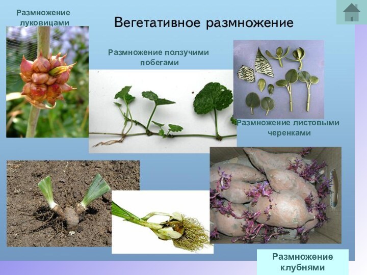 Размножение клубнямиРазмножение луковицамиРазмножение ползучими побегамиРазмножение листовыми черенками