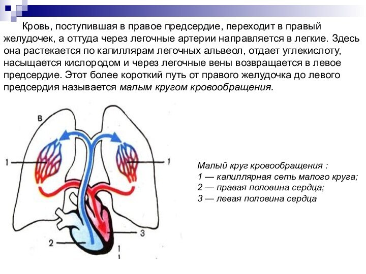 Малый круг кровообращения : 1 — капиллярная сеть малого круга; 2 —