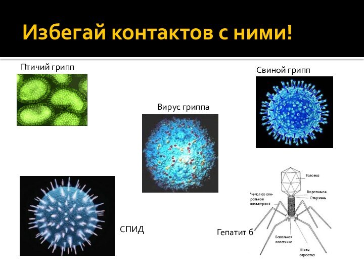 Избегай контактов с ними!Вирус гриппаПтичий гриппСвиной гриппГепатит бСПИД