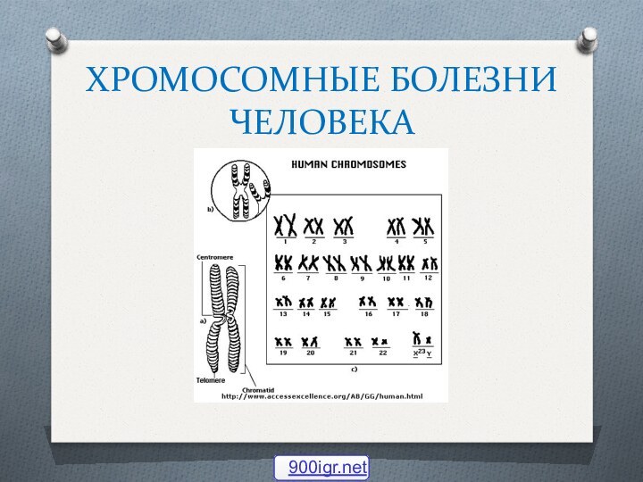 ХРОМОСОМНЫЕ БОЛЕЗНИ ЧЕЛОВЕКА