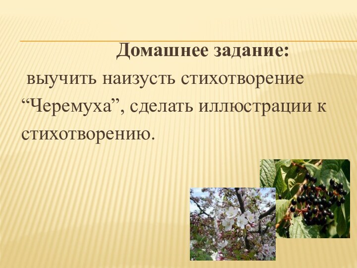 Домашнее задание: выучить наизусть стихотворение“Черемуха”, сделать иллюстрации кстихотворению.