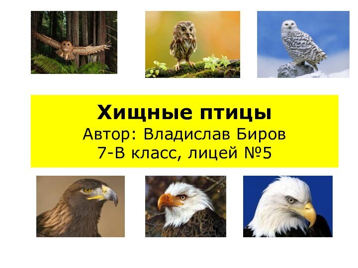 Хищные птицы Автор: Владислав Биров 7-В класс, лицей №5