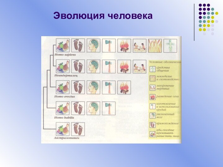 Эволюция человека