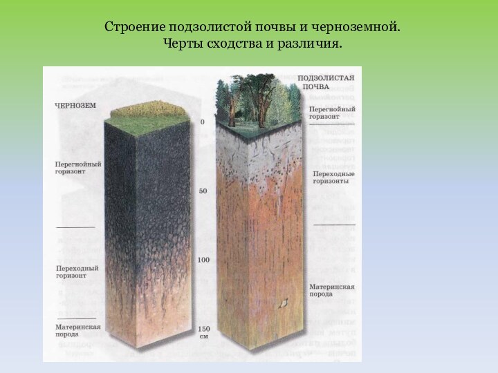 Строение подзолистой почвы и черноземной.Черты сходства и различия.