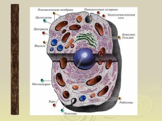 Строение клетки 5 класс