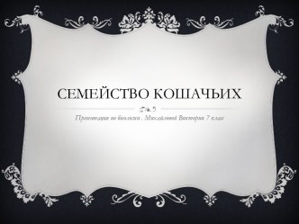 Семейство кошачьих