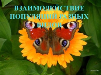 ВЗАИМОДЕЙСТВИЕ ПОПУЛЯЦИЙ РАЗНЫХ ВИДОВ