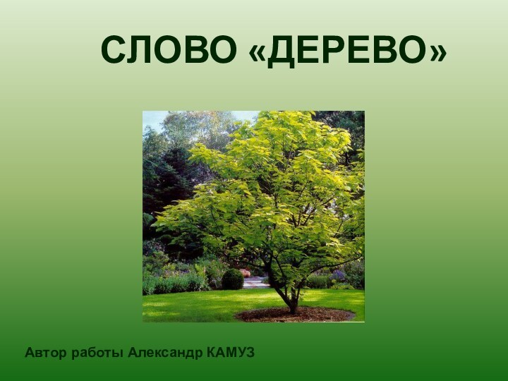 СЛОВО «ДЕРЕВО»Автор работы Александр КАМУЗ