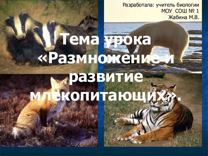 Тема урока «Размножение и развитие млекопитающих».Разработала: учитель биологииМОУ СОШ № 1Жабина М.В.