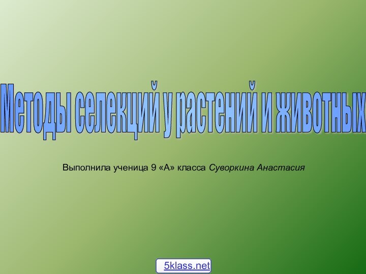 Методы селекций у растений и животных Выполнила ученица 9 «А» класса Суворкина Анастасия