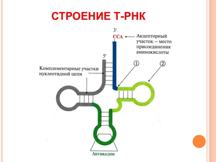 СТРОЕНИЕ Т-РНК