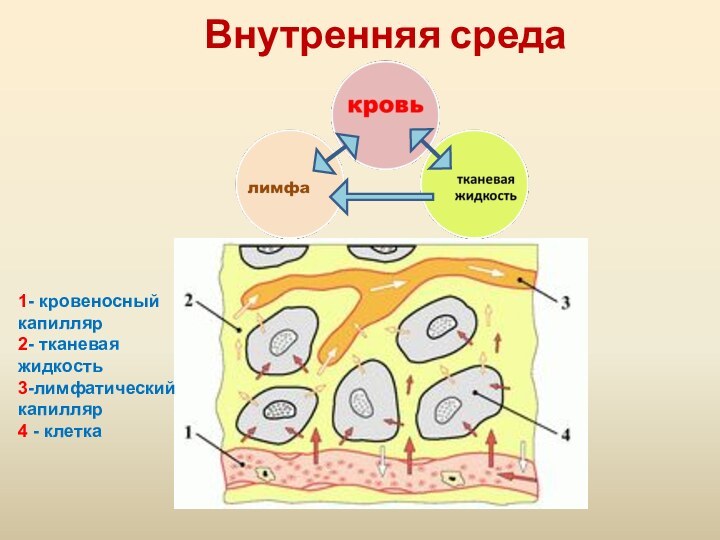 Внутренняя среда1- кровеносный капилляр2- тканевая жидкость3-лимфатический капилляр4 - клетка