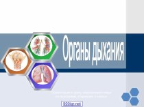 Органы дыхания человека