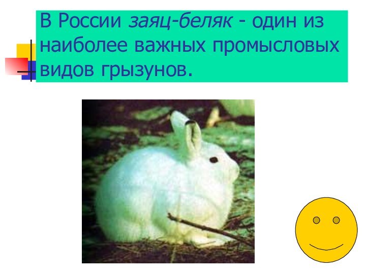 В России заяц-беляк - один из наиболее важных промысловых видов грызунов.