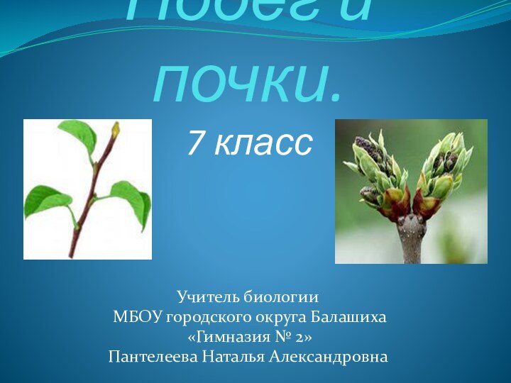 Побег и почки. 7 класс Учитель биологии МБОУ городского округа Балашиха «Гимназия № 2»Пантелеева Наталья Александровна