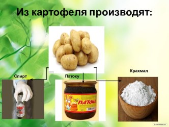 картофель