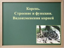 Корень.Строение и функции.Видоизменения корней