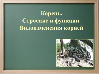 Корень.Строение и функции.Видоизменения корней