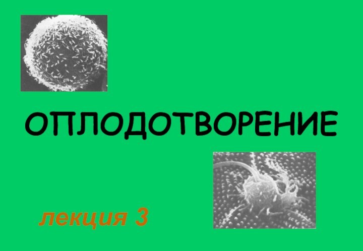 ОПЛОДОТВОРЕНИЕлекция 3