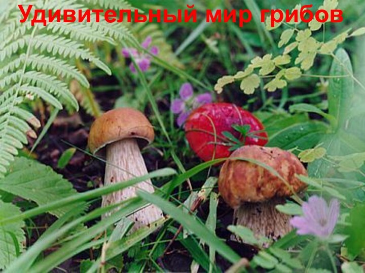 Удивительный мир грибовУдивительный мир грибов