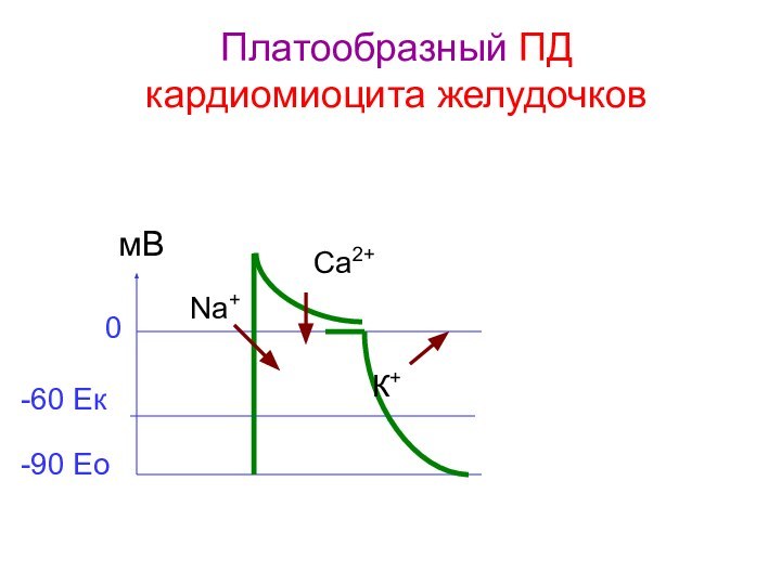 Платообразный ПД  кардиомиоцита желудочков -90 Ео-60 Ек0мВNa+Са2+К+