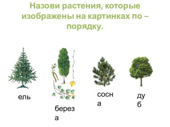 Назови растения, которые изображены на картинках по – порядку