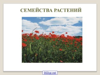 Признаки семейств растений