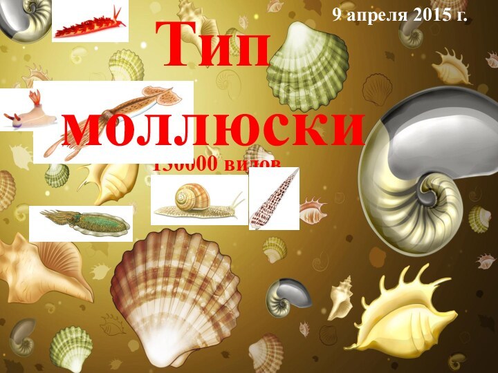 130000 видовТип моллюски