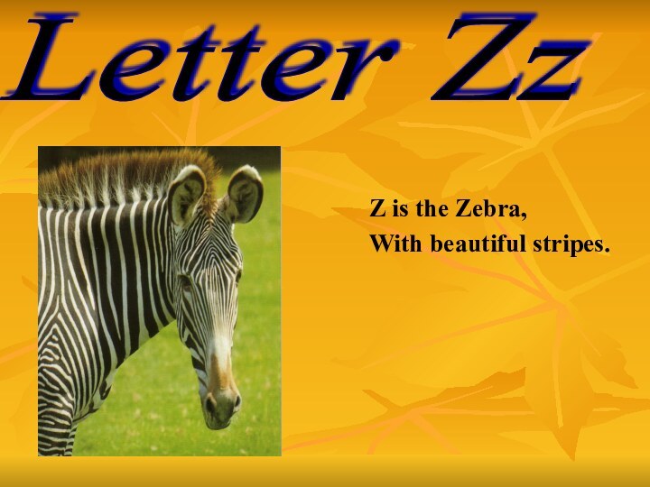 Z is the Zebra,With beautiful stripes.Letter Zz