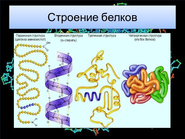 Строение белков