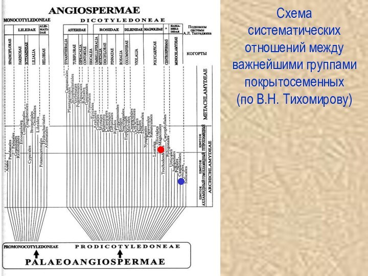 Cхема систематических отношений между важнейшими группами покрытосеменных (по В.Н. Тихомирову)