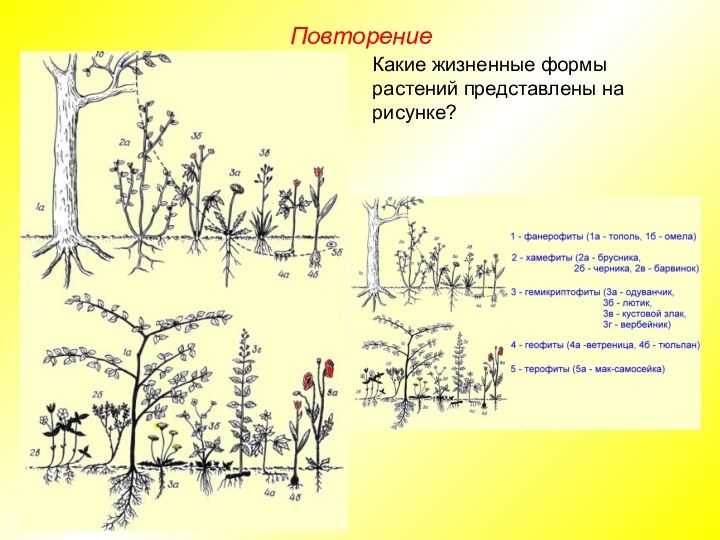 ПовторениеКакие жизненные формы растений представлены на рисунке?