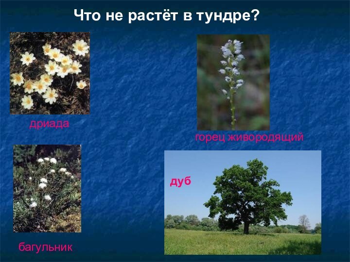 Что не растёт в тундре?дриадабагульникгорец живородящийдуб