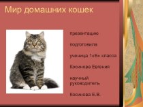 Мир домашних кошек