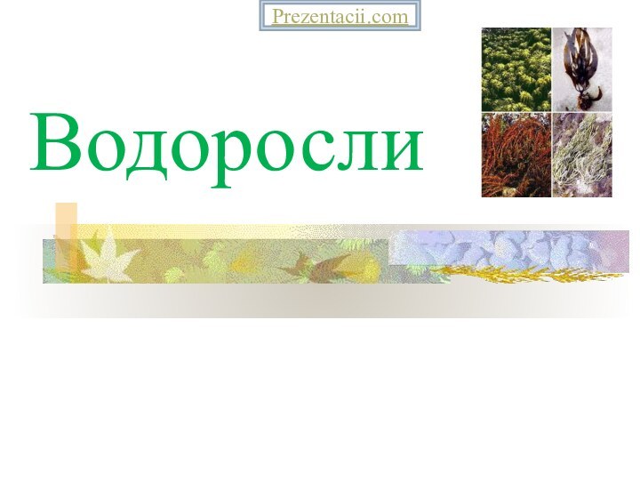 ВодорослиPrezentacii.com