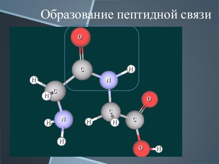 Образование пептидной связи