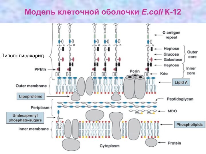 Липополисахарид. Липополисахарид клеточной стенки. Полисахариды клеточной стенки. Полисахарид клеточной стенки бактерий. Липополисахарид бактерий.