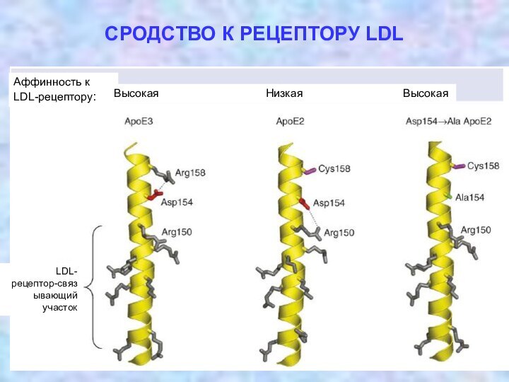 СРОДСТВО К РЕЦЕПТОРУ LDLАффинность к LDL-рецептору:LDL-рецептор-cвязывающий участокВысокая