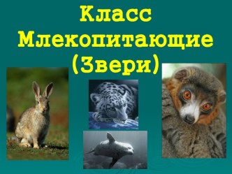 КлассМлекопитающие (Звери)