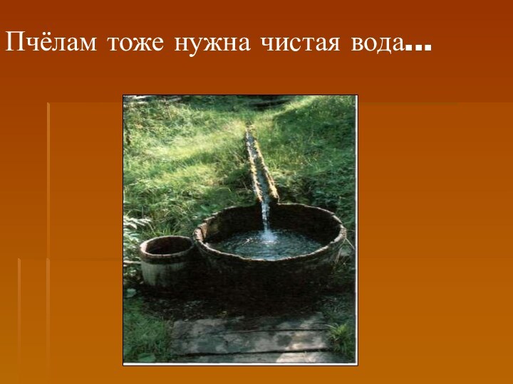 Пчёлам тоже нужна чистая вода...