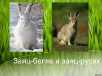 Заяц-беляк и заяц-рысак